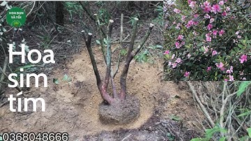 Sim rừng tay cành đẹp.Hoa bạn và tôi