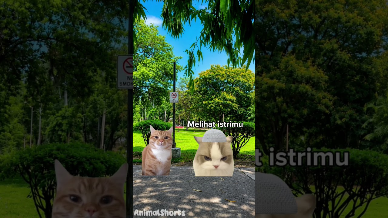 menurut kalian gimana?🤔#memekucing#kucingmeme #meme #kucinglucu #fyp #viral @HamsarKapongke