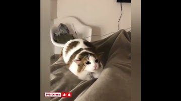 cute cat videos 😹 funny videos 😂1312