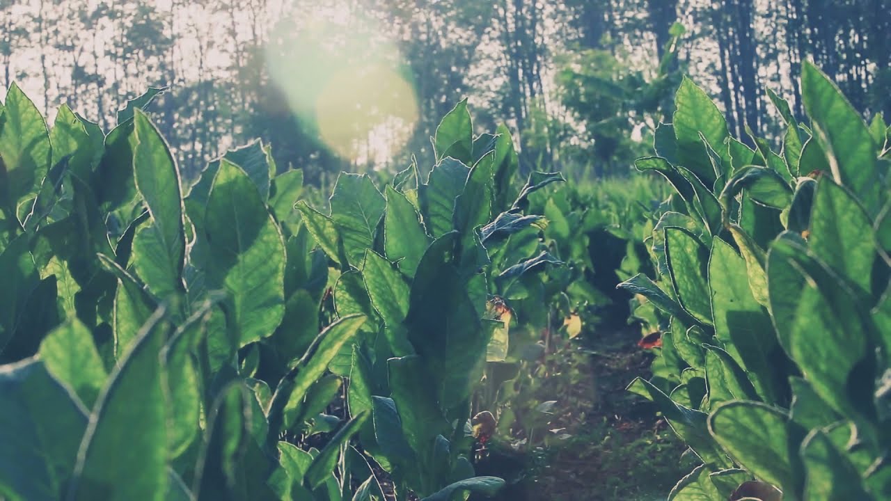 Asal Usul Tembako Hitam Menyono Kab Probolinggo.. dari pemetikan Sampek di Rajang