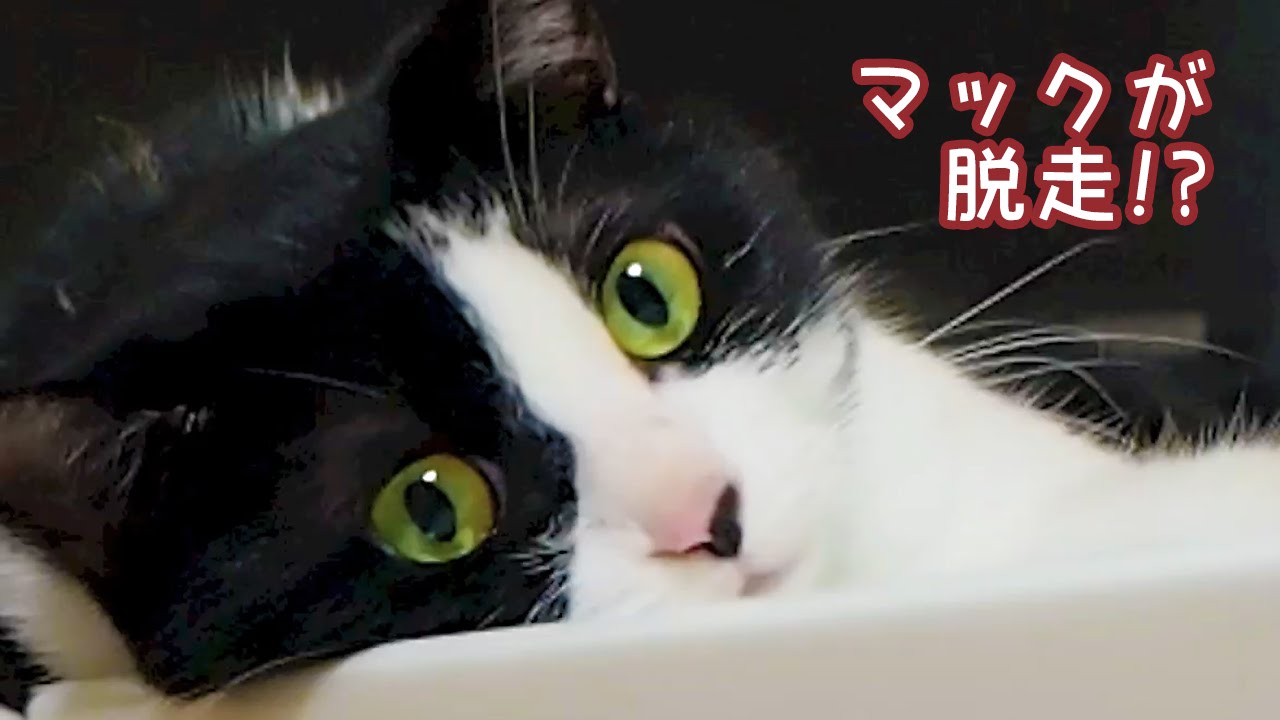 funny cats sleeping in weird positions compilation 2014 funnyplox 茶トラ猫マックが脱走！ - はちわれ猫ハッチの心配事 - The cares of Cat:Hatch: Escape of Mac -