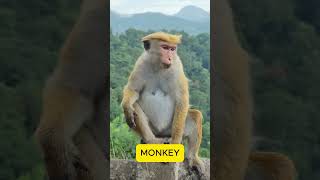 LEARN WILD ANIMAL NAMES AND FACTS| JUNGLE ANIMAL TOYS FOR KIDS| EDUCATIONAL VIDEOS FOR TODDLERS