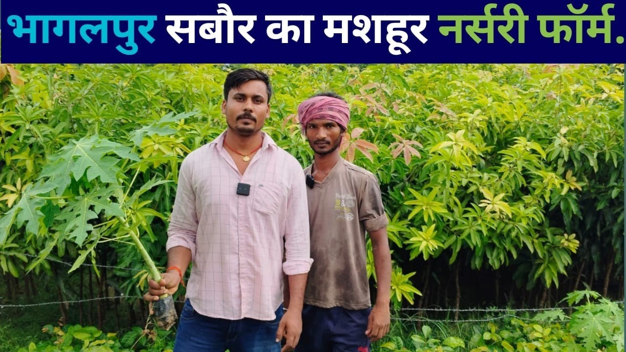 भागलपुर सबौर का मशहूर नर्सरी फॉर्म ₹10 से लेकर 500 तक का नर्सरी 🌳🌳🙏🙏