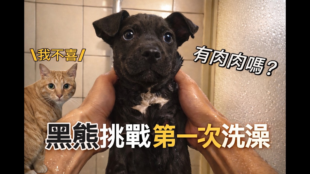 浪浪黑熊洗澡第一次在家洗澡，可愛又意外的反應實在太有趣！#流浪狗 #狗狗洗澡 #台灣土狗 #dogbath #黑狗 #寵物友善日常