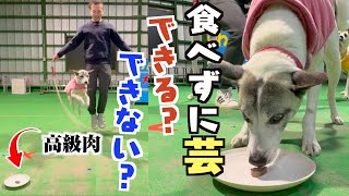 保護犬からサーカス犬になって5年誘惑に負けずに芸をする姿を見せて感動させま