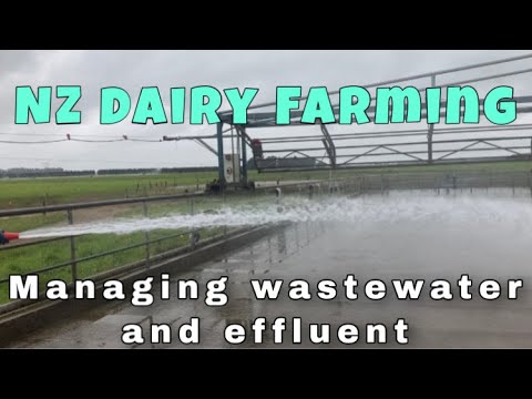 MANAGING WASTEWATER AND EFFLUENT IRRIGATION | NEW ZEALAND DAIRY FARMING ...