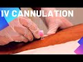 IV Cannulation Procedure - OSCE Exam Demonstration