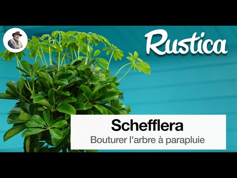 Vidéo: Faire pousser Schefflera en bonsaï : Comment faire un bonsaï Schefflera