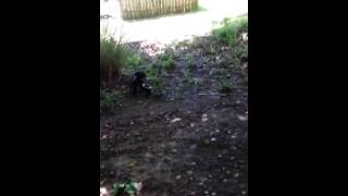 Micro tractor tire pull