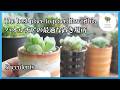 【多肉植物】やっと分かったハオルチアの最適な置き場所 I finally figured out the best place to put my Haworthia. [Succulents]