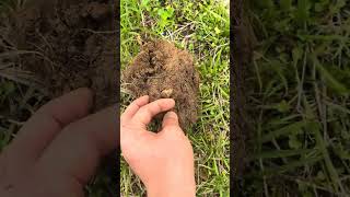 Detecting a civil war battlefield! #history  #civilwar #coin #old #outdoors #archaeology