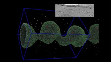 flippase mediated membrane curvature using LAMMPS MCA extensions and MOLTEMPLATE