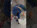 Campus the 5.10 because you can