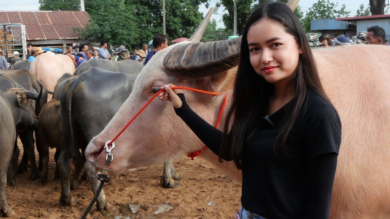 14/7/67 EP.1 #ราคาควายผันผวน นัดนี้พอใช้ได้ ตัวอ้วนๆราคาดี ตลาดบ้านชาดเมืองพล
