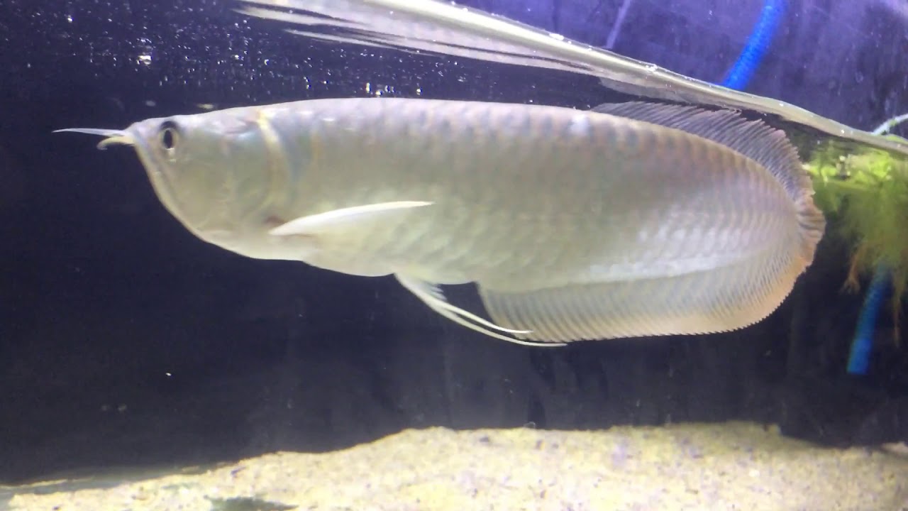 Ikan arwana silver