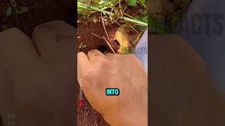 Genius Chinese Trick to Hunt Underground Insects 🦗🐜