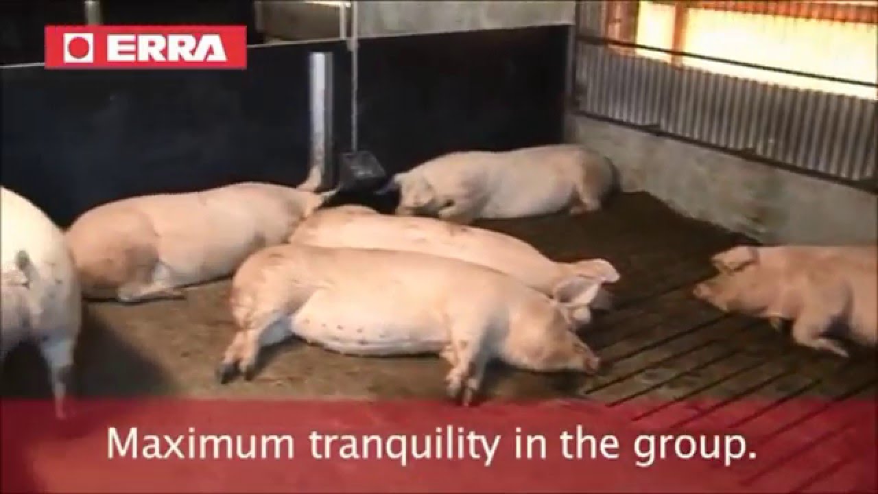 Erra Evofeed Automatic Pig Feeder Available From Finrone