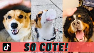 Happy Dog TikTok Trend | Funny Dog Compilation