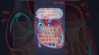 NEET 2024 Bit 👀🔥 pathway of action potential
