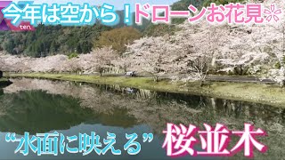 ドローンお花見  奈良「下北山スポーツ公園」 “水面に映える”桜並木