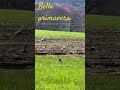 Bella primavera