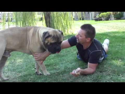 PureHeart Bullmastiff