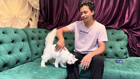 Video 11201291: persian cat home, cat adoption