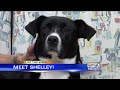 Pet of the Week - Shelley