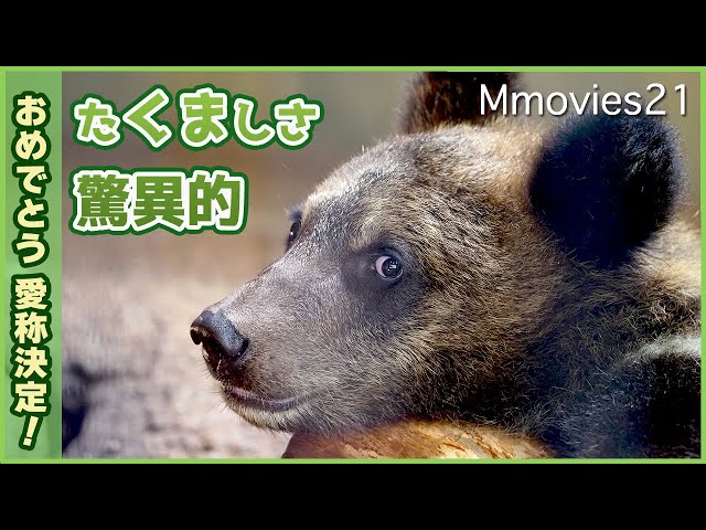 Rescued Ezo brown bear cub, he's getting stronger by playing with Rescued Ezo brown bear cub, he's getting stronger by playing with