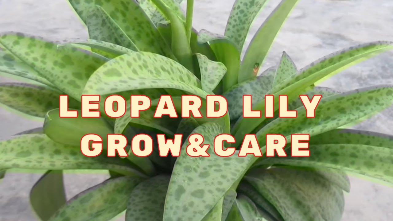 GROW AND CARE OF LEOPARD LILY HOW TO GROW AND CARE LEOPARD LILY
