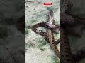 "World’s Deadliest Snake? What Anacondas Are Capable Of Will SHOCK You!"