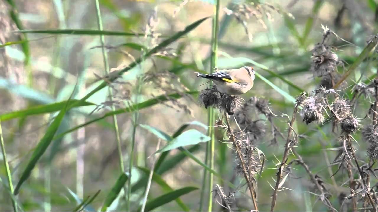 Goldfinch Feeding Time: The Regents Park London (The Royal Parks)