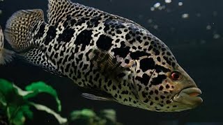 CARA BUDIDAYA IKAN JAGUAR CHICLID