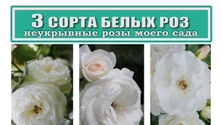 3 сорта белых роз / Артемис Аспирин Айсберг / неукрывные розы в саду / уход в 5 климатической зоне