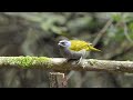 Azulejo montañero (Sporathraupis cyanocephala). Blue capped tanager
