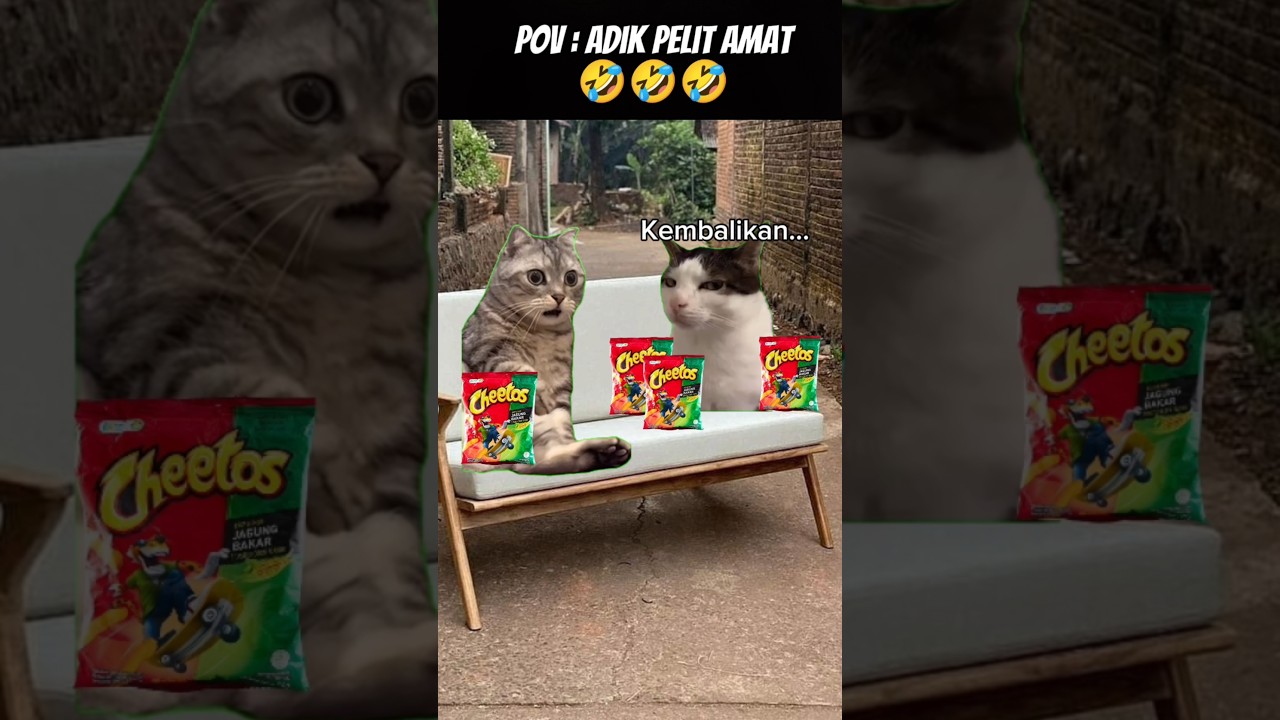 Pov : Adik Pelit 😂 #meme #cat #kucinglucu #kucing #funny #fypシ