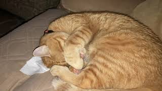 Sweet cat takes a little evening nap. @mrmilosadventures by Mr. Milo's Adventures 104 views 1 month ago 1 minute, 21 seconds