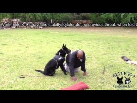Muzzle Fighting www.elitek9guardians.com