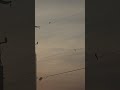 Early Morning Birds 🐦 Chilling on a Powerline. #nature#animals#shorts #birds#powerlines#morning.