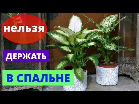 ОСТОРОЖНО! Цветы, Которые Нельзя Держать в Спальне