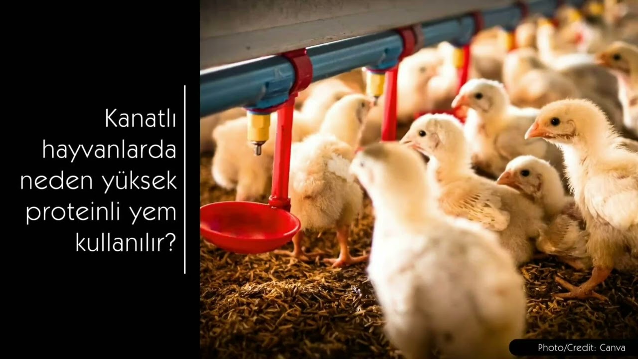 Kanatlı hayvanlarda neden yüksek proteinli yem kullanılır?