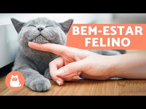 Vídeo: Como Fazer Seu Gato Feliz