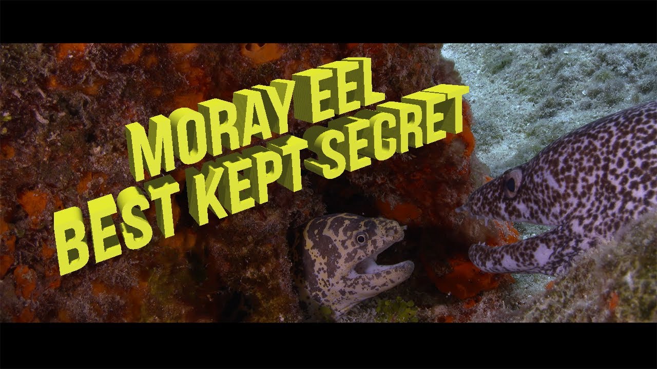 Moray Eel Best Kept Secret l  Underwater Cinematography, Photography & Film School