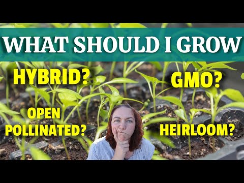 HEIRLOOM VS OPEN