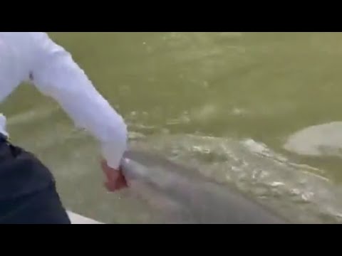 Video: Trascinare uno squalo all'indietro lo uccide?