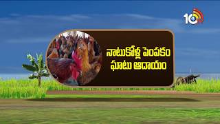 Special Story On Country Chicken Farming | Matti Manishi | 10TV News