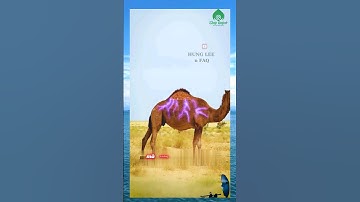 BÍ MẬT ẨN CHỨA TRONG BƯỚU LẠC ĐÀ  🤓( Bạn Có Biết )  #5phutkienthuc #facts #amazingfact #shorts