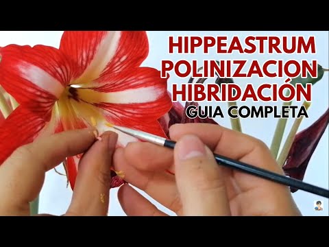 Vídeo: Forcing Clivia to Bloom - Aprèn a fer que un Clivia reflori