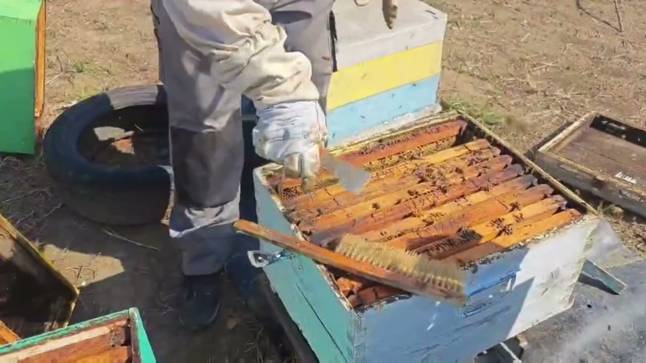 Project στατική μελισσοκομίας μέρος 2. Τρύγος μελιού στον Έβρο!