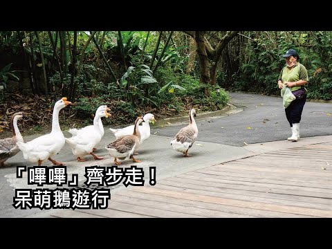 「嗶嗶」齊步走！ 呆萌鵝遊行